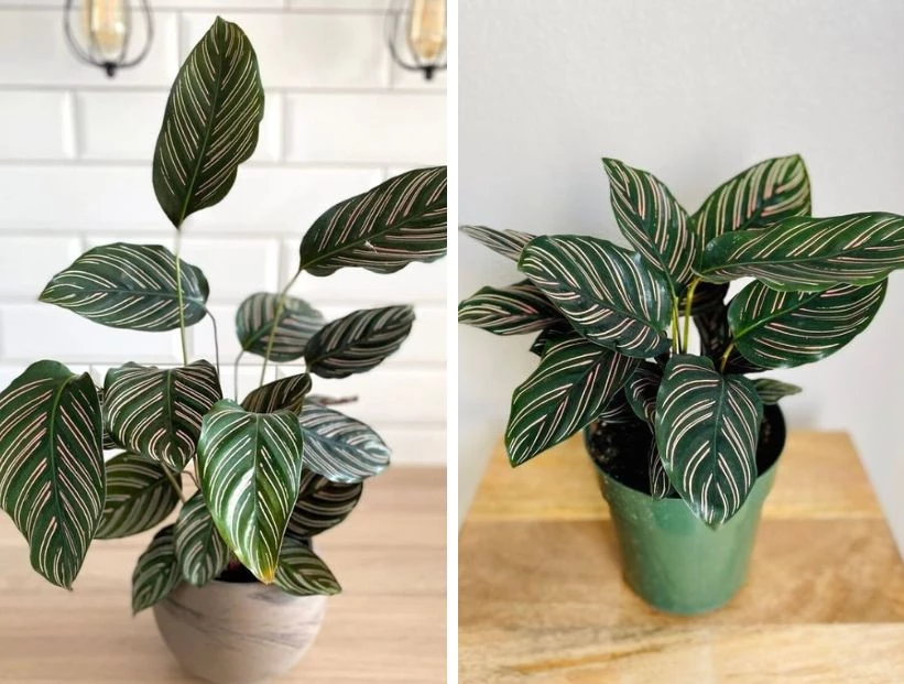Calathea mil rayas: la llamativa planta de interior que está de moda y es fácil de cuidar