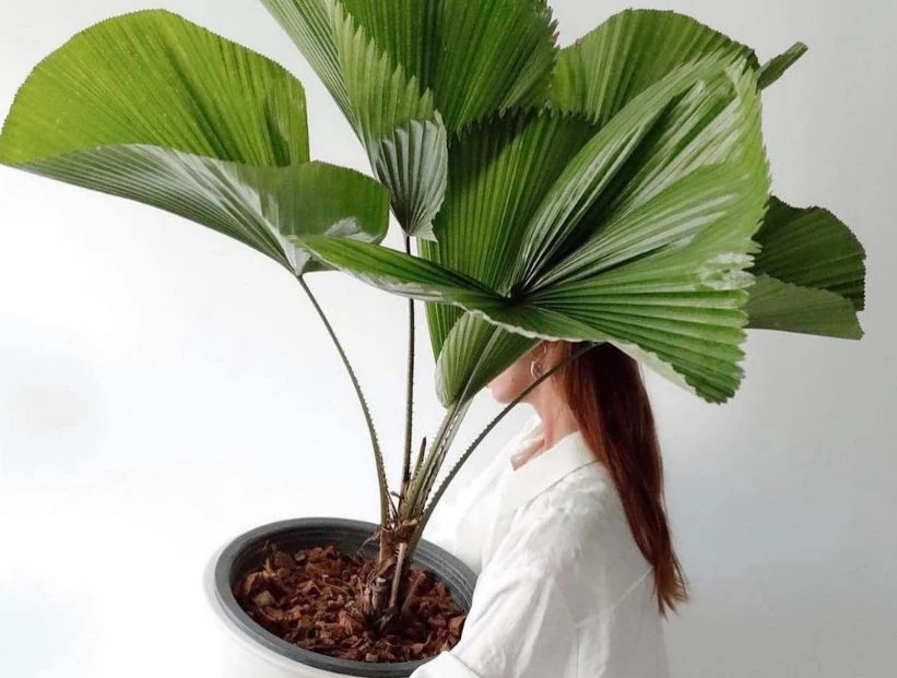 Licuala grandis: la palmera que no puede faltar en tu casa esta temporada