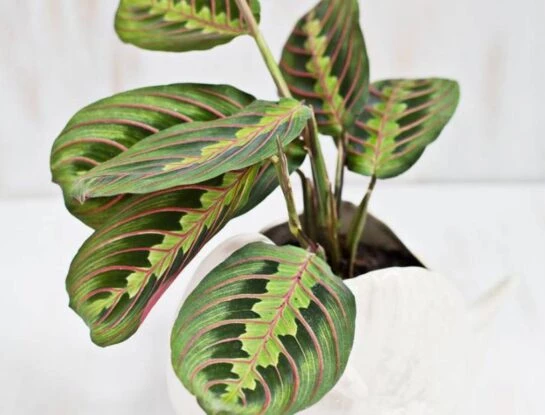 Maranta leuconera: así es la planta que purifica el aire y es tendencia deco