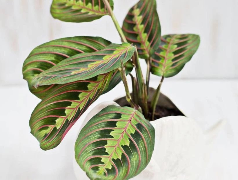Maranta leuconera: así es la planta que purifica el aire y es tendencia deco