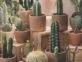 Feng Shui: 4 espacios donde NO colocar los cactus