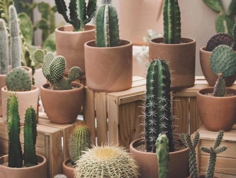 Feng Shui: 4 espacios donde NO colocar los cactus