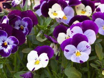 Pensamiento: la flor más colorida para alegrar tu jardín este invierno