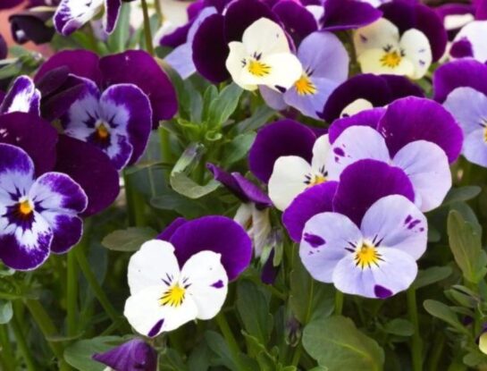 Pensamiento: la flor más colorida para alegrar tu jardín este invierno