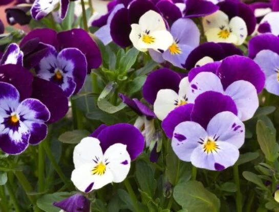 Pensamiento: la flor más colorida para alegrar tu jardín este invierno
