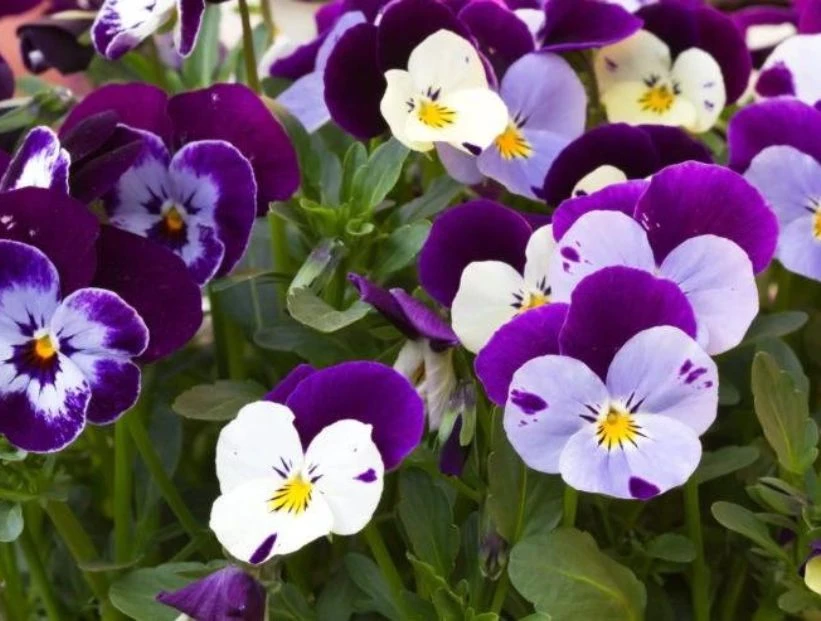 Pensamiento: la flor más colorida para alegrar tu jardín este invierno