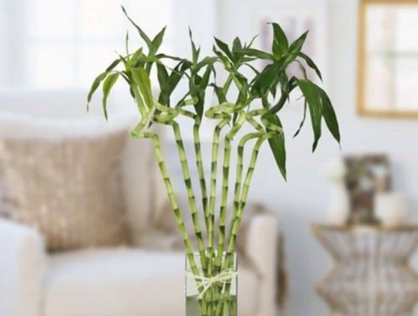 Feng Shui: cómo usar el bambú de la suerte para atraer el dinero en 2023