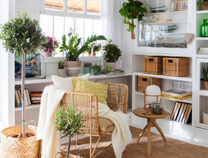 Los mejores árboles de interior para decorar tu casa