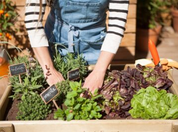 Manual de Jardinería: recambio de temporada, cómo preparar y cuidar la huerta en otoño
