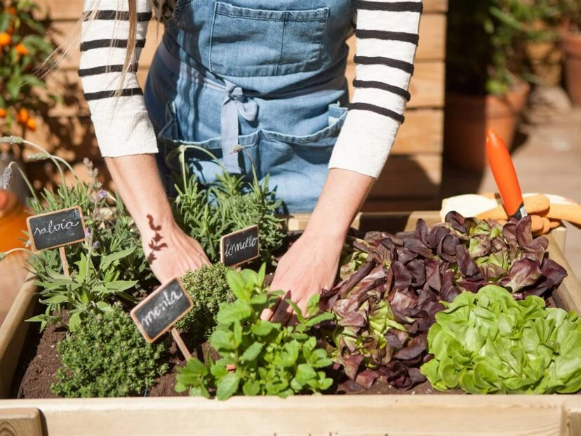 Manual de Jardinería: recambio de temporada, cómo preparar y cuidar la huerta en otoño