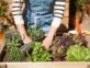 Manual de Jardinería: recambio de temporada, cómo preparar y cuidar la huerta en otoño