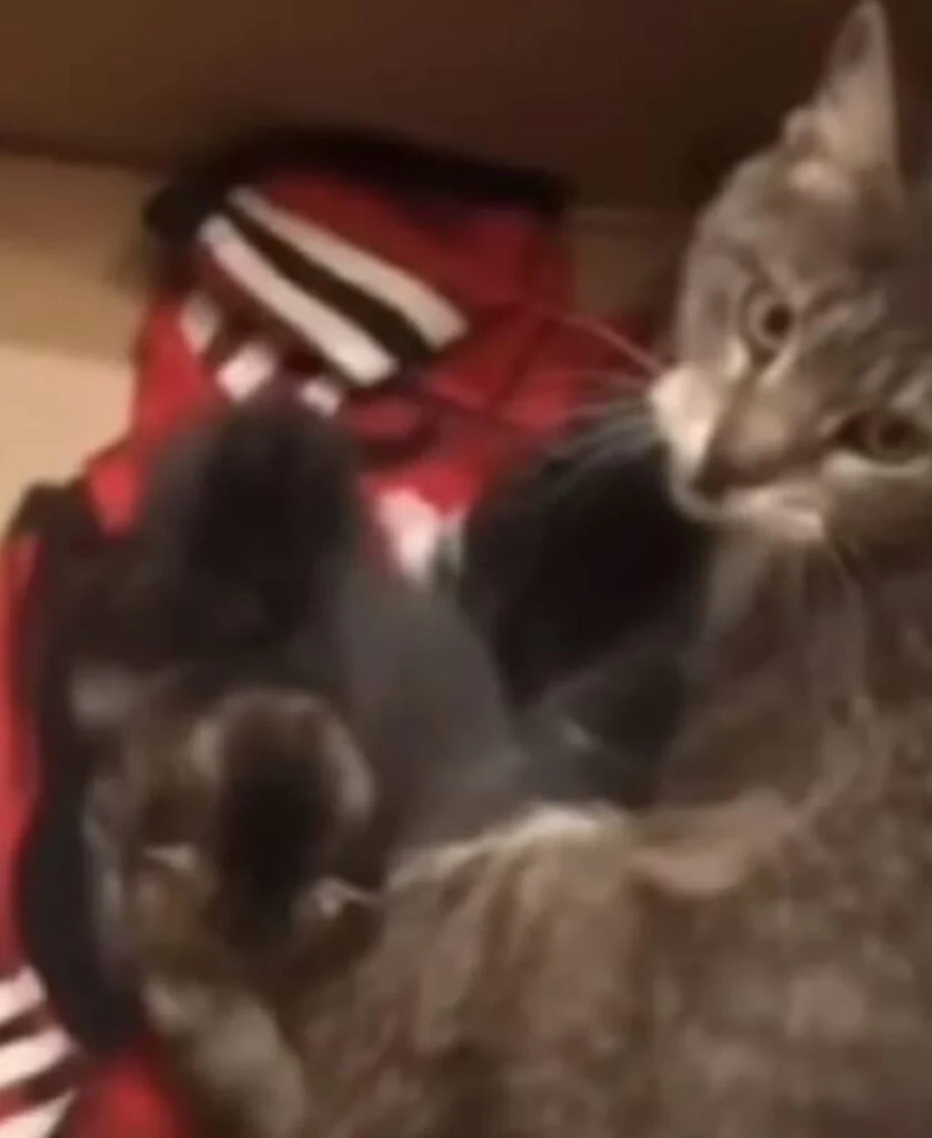 La gatita que ayudó a buscar Ricardo Darín