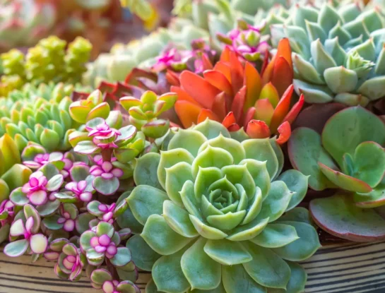 5 tips infalibles para encontrar la suculenta perfecta para tu casa