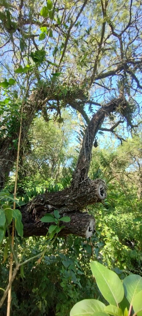 Vivero Villa Paranacito