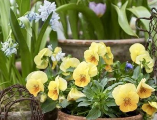 Estos 2 ingredientes de cocina son infalibles para que tus plantas florezcan