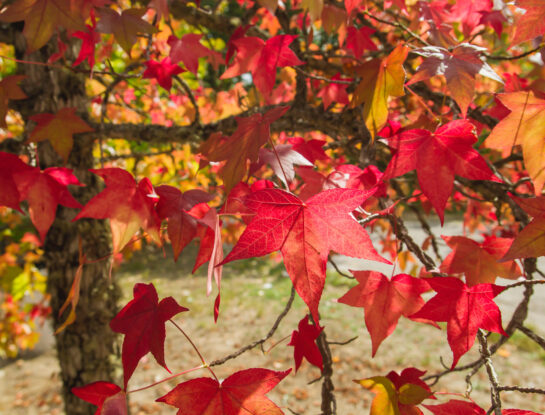 Liquidámbar: el árbol perfecto para darle color a tu jardín en otoño
