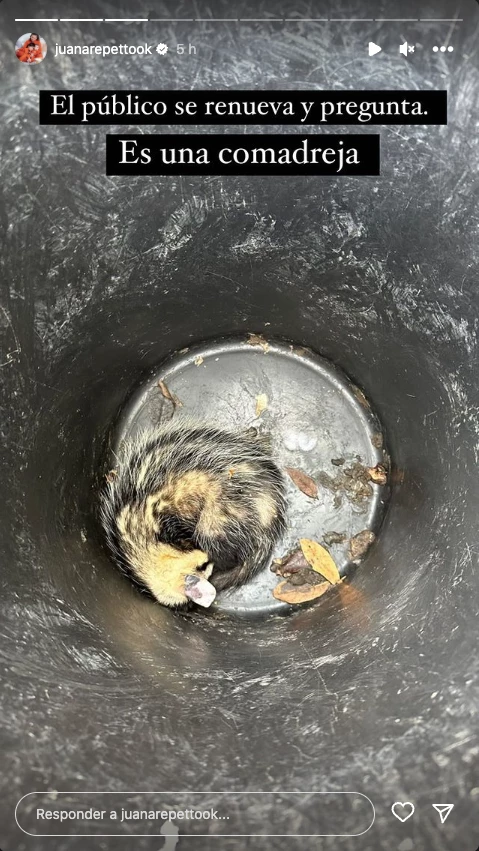 Juana Repetto mostró una comadreja que está viviendo en su casa.