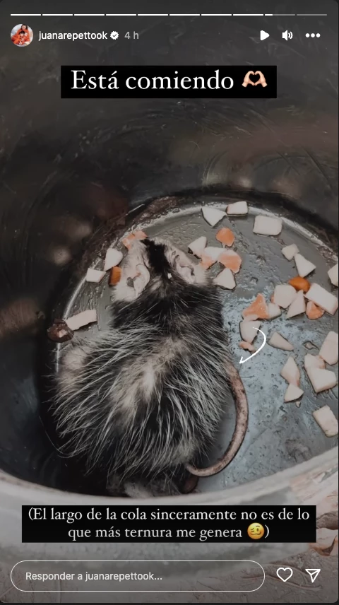 Juana Repetto mostró una comadreja que está viviendo en su casa.