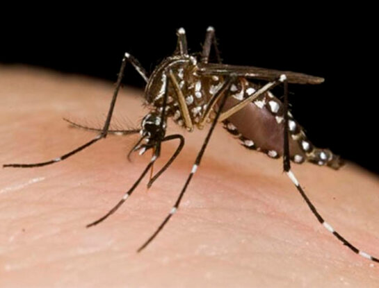 Dengue: mitos, creencias y verdades sobre este virus que se propaga a través del mosquito