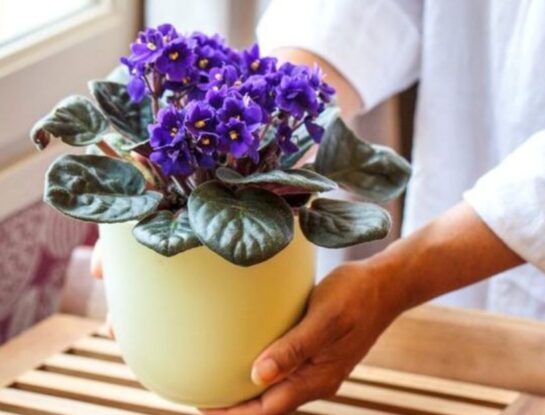 Violeta africana: la delicada planta que puede dar flores todo el año