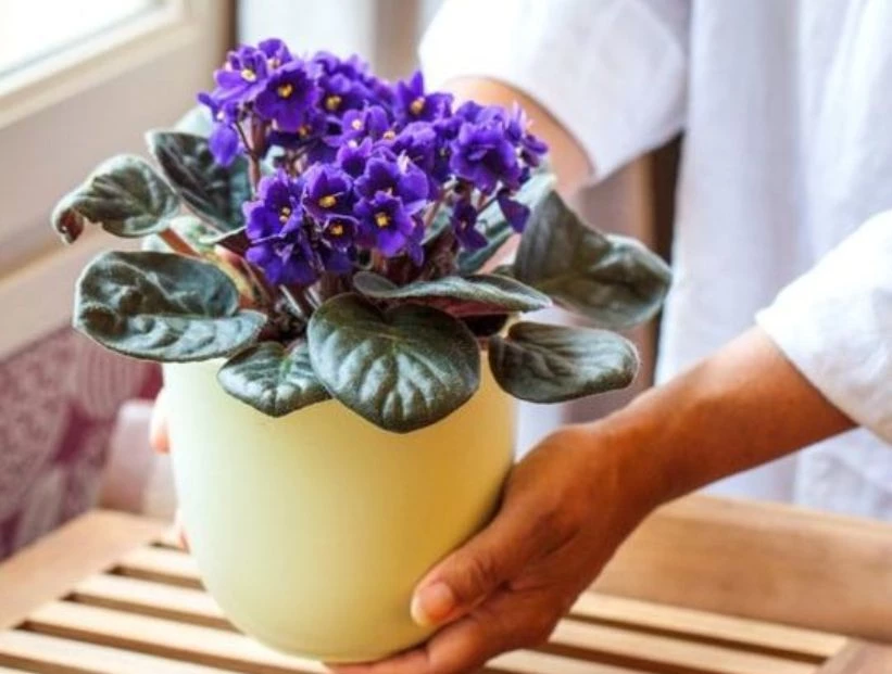 Violeta africana: la delicada planta que puede dar flores todo el año