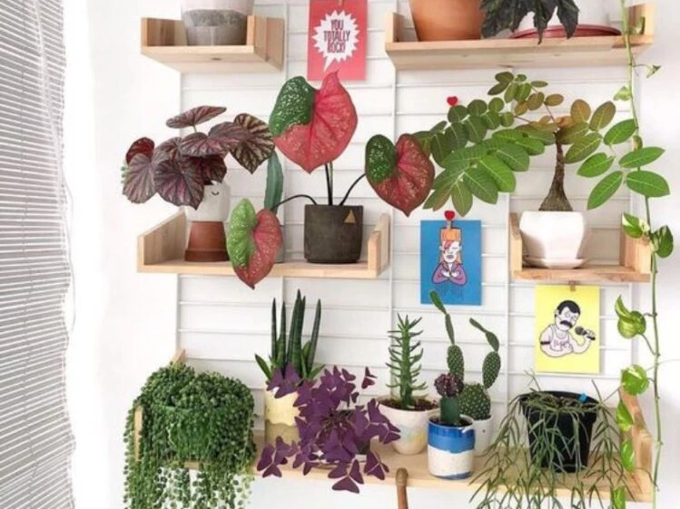 Las plantas de interior más raras y decorativas para tener en tu casa –  Revista Para Ti