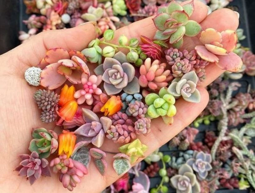 Estos 3 ingredientes de cocina son infalibles para hacer florecer cualquier suculenta