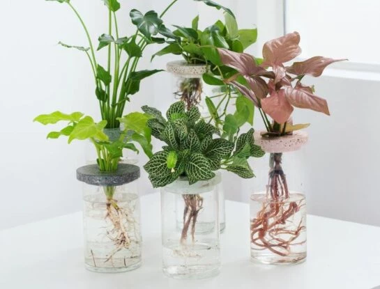 7 plantas de moda que podés cultivar en agua