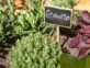 Huerta en casa: cómo cultivar tomillo, la aromática perfecta para combatir resfriados