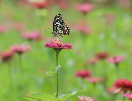 Las mejores flores para atraer mariposas y generar biodiversidad en tu jardín