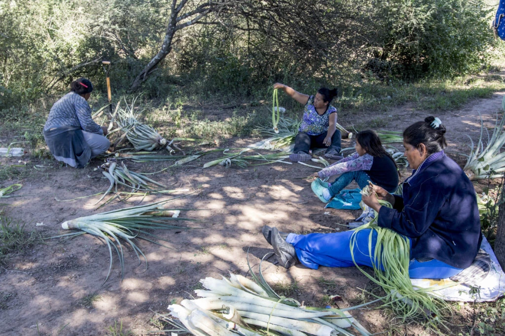 Artesanas recolectando hojas de chaguar