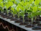 Manual de Jardinería: 10 errores comunes que tenés que evitar al sembrar en semilleros