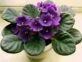 Violeta africana: la delicada planta que puede dar flores todo el año