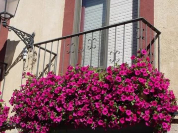 Plantas en balcón