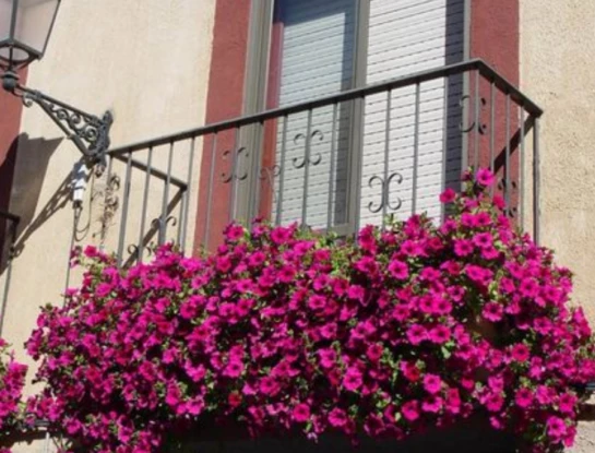 7 plantas resistentes ideales para el balcón