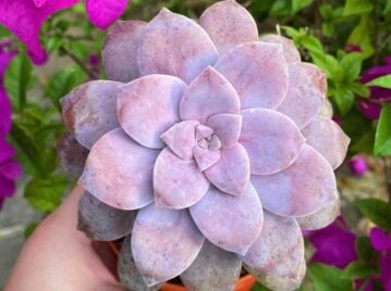 Rosa de mármol: la suculenta resistente y llamativa que no puede faltar en tu casa esta temporada