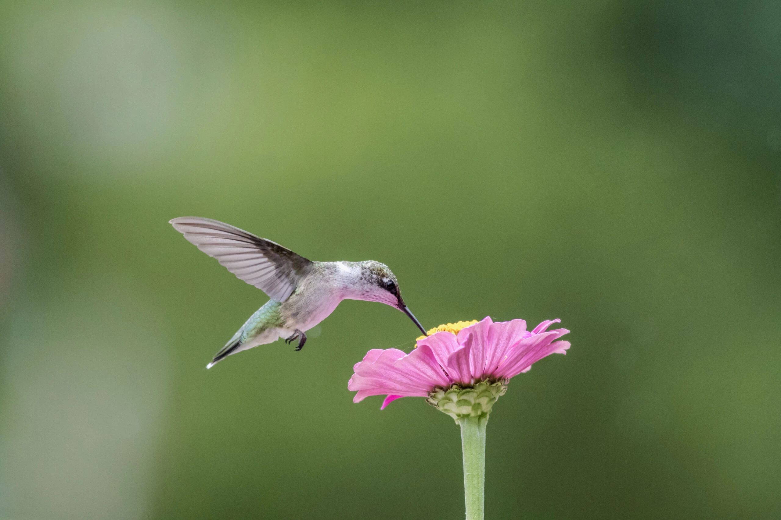 5 plantas de exterior para atraer colibríes al jardín