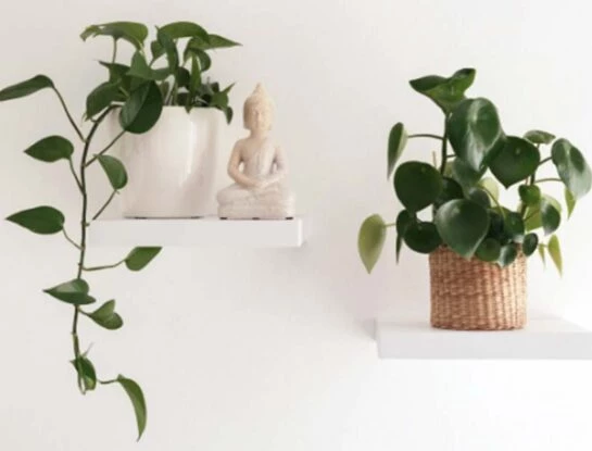 3 formas que NO conocías para adornar tu casa con plantas colgantes