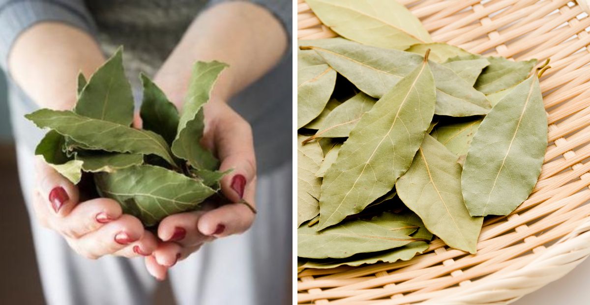 4 beneficios de quemar hojas de laurel en tu casa Revista Para Ti