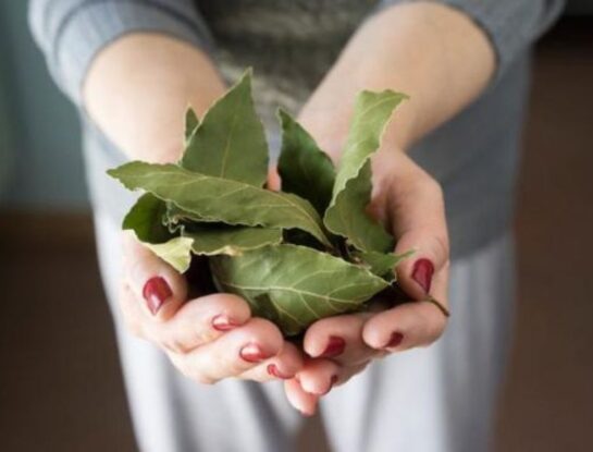 4 beneficios de quemar hojas de laurel en tu casa