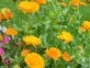 Caléndula: la flor medicinal que no puede faltar en tu huerta