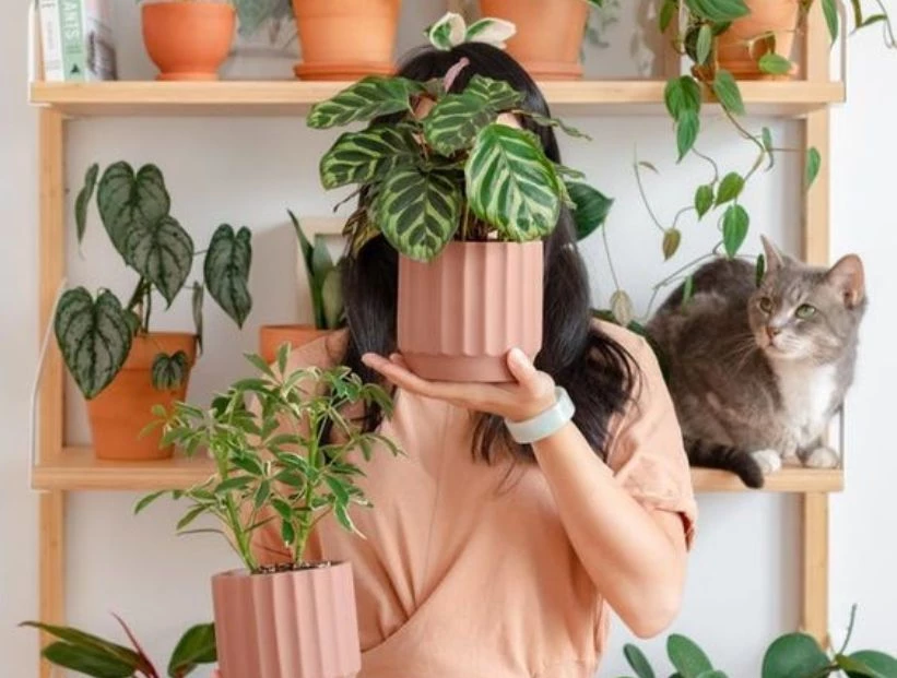 Feng Shui: 5 plantas que protegen tu casa de las malas energías