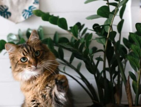 El truco viral para evitar que tu gato se coma las plantas
