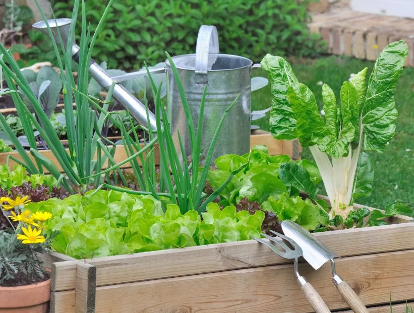 Huerta en casa: qué sembrar en invierno y cómo cuidarla