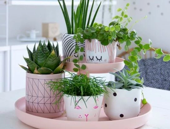 Las mejores ideas para decorar tu primera casa con plantas mini