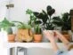 Las mejores ideas para decorar un living chico con plantas