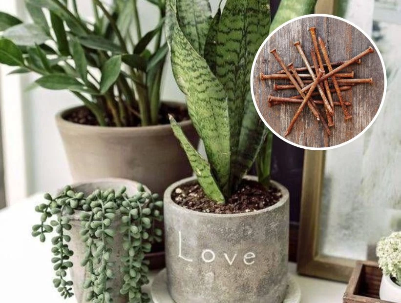 Mito o realidad: ¿los clavos oxidados son buenos para las plantas?