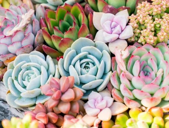 Manual de Jardinería: 5 plantas suculentas para inexpertos