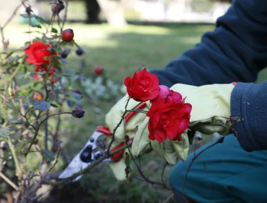 Cómo conseguir gajos de la poda del Rosedal