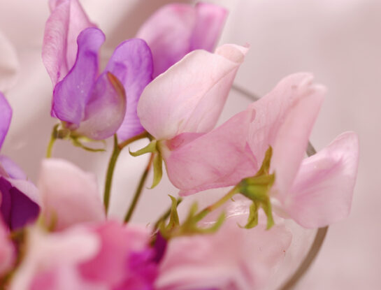 Arvejilla de olor: la planta para decorar y perfumar jardines